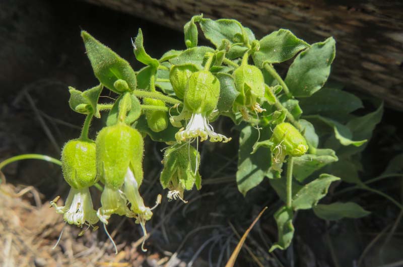 n_Bells catchfly_Silene campanulata.jpg